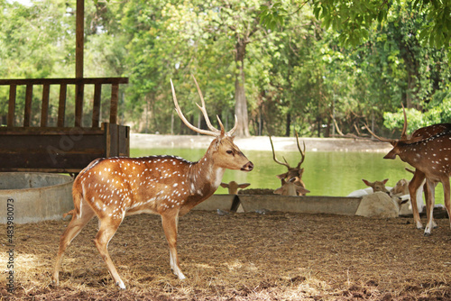 Fototapeta Naklejka Na Ścianę i Meble -  Wild South Texas Axis, Chital, or spotted Deer Buck.