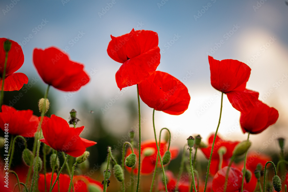 Obraz premium Mohnblumen