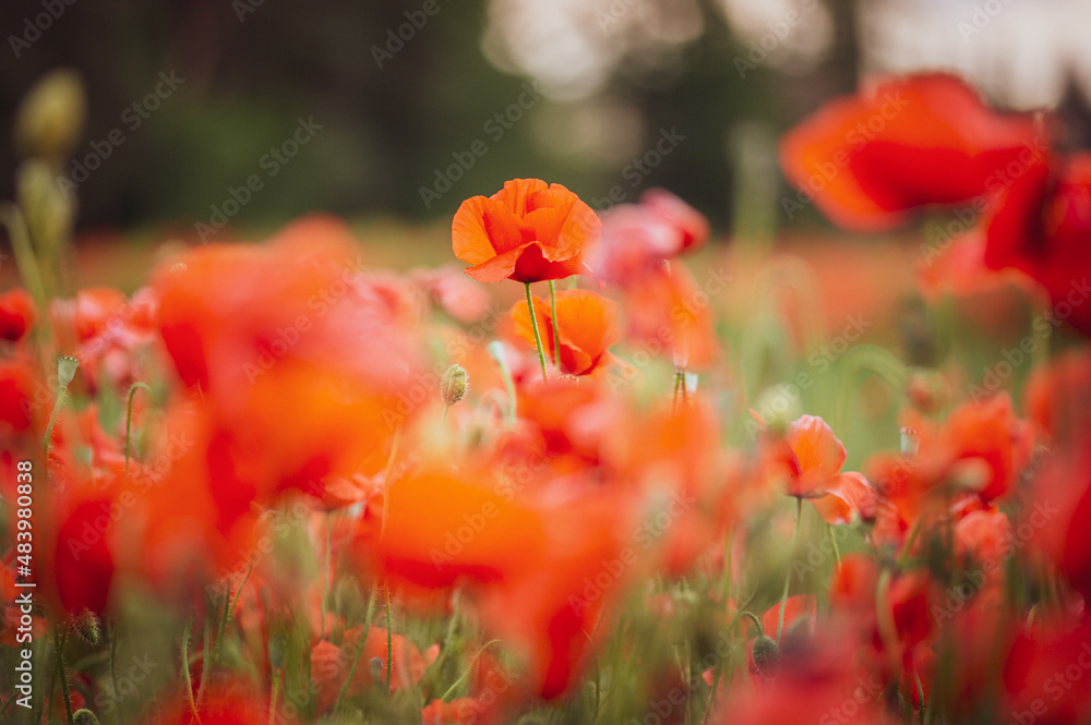Fototapeta premium Mohnblumen