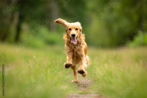 Golden brown dog full in action running towards camera in green natural surroundings.