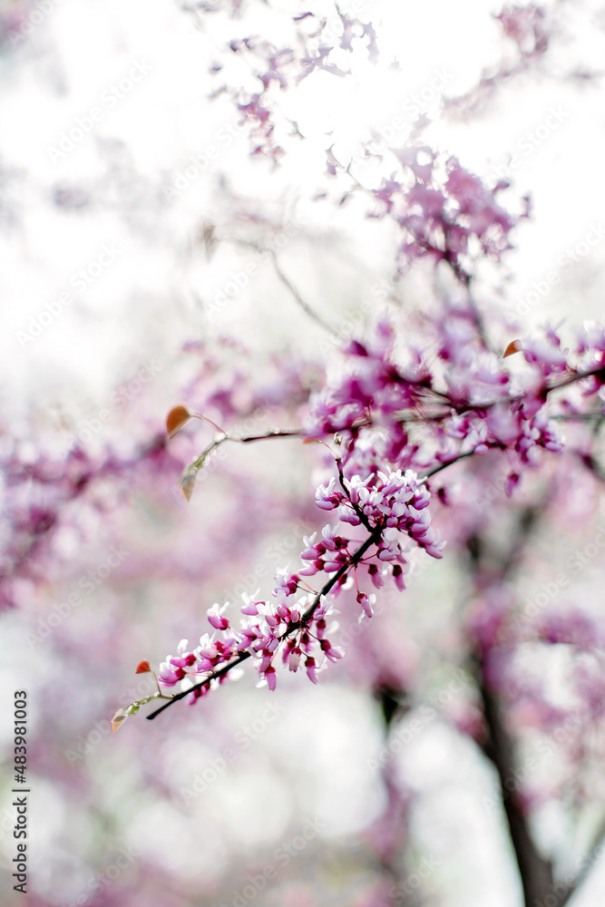 Fototapeta premium Pink flowers on a branch of a blooming rose tree