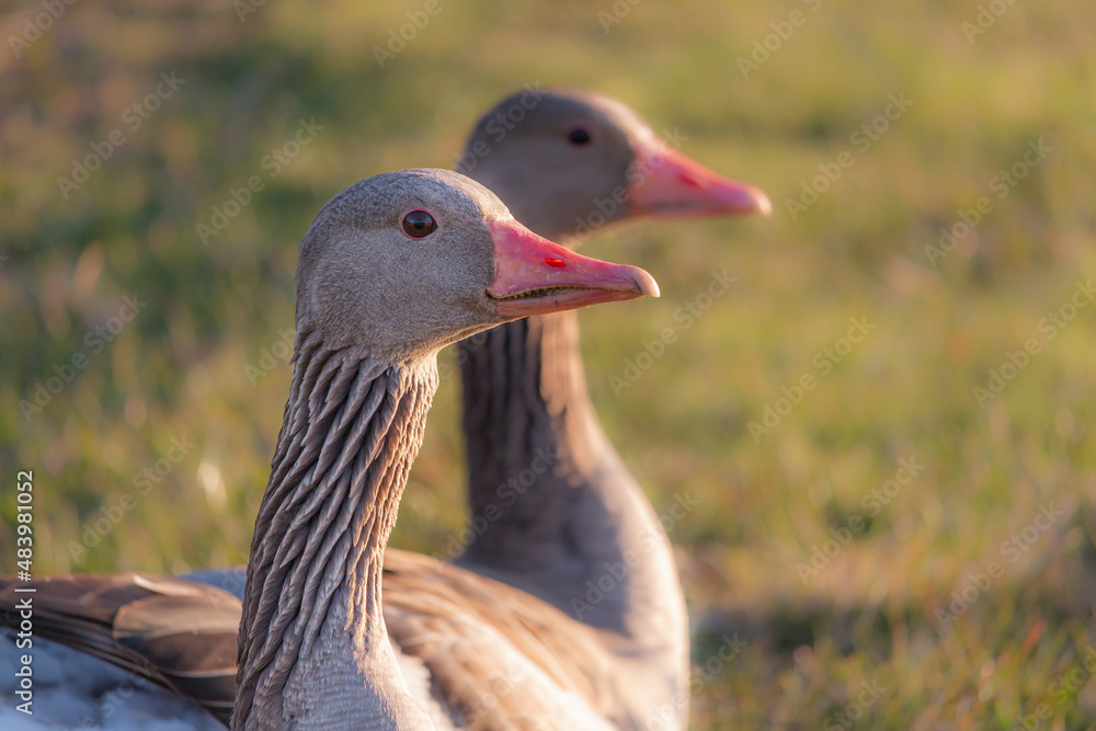 Greylag goose and goslings. Sits on the grass Greylag goose and goslings. Sits on the grass