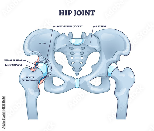 Hip joint structure with anatomical bone parts description outline concept. Labeled educational scheme with human sacrum, ilium, femoral head, joint capsule and femur thighbone vector illustration. photo