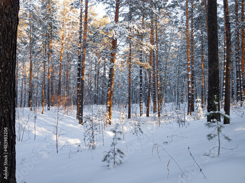 Wallpaper Mural Winter landscape in Central Siberia Torontodigital.ca