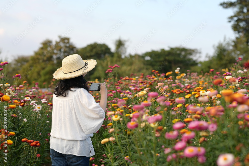 Asian woman wearing a wide-brimmed straw hat and white long-sleeved shirt is holding a mobile phone to photograph the beauty of the Straw flower field. Everlasting Daisy is a variety of colors.
