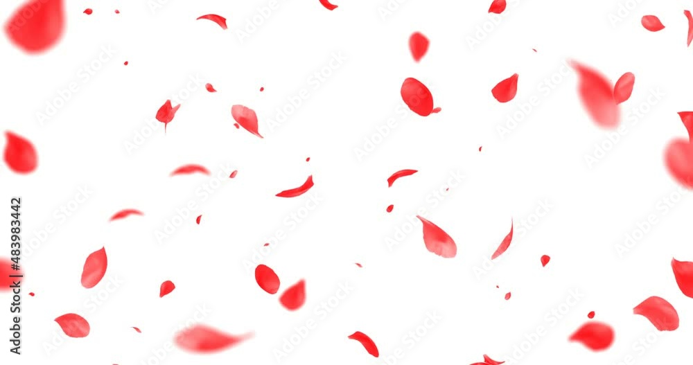 red rose petals flying with vortex on chroma key, green screen background, love and valentine day red rose petals flying with vortex on chroma key, green screen background, love and valentine day