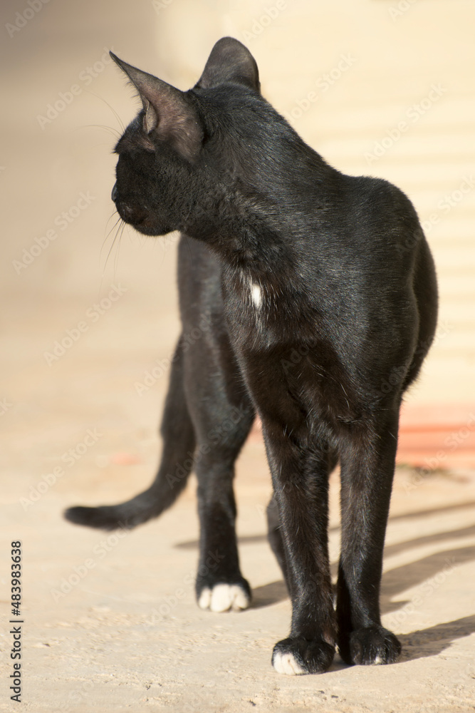 Black Egyptian cat silhouette.