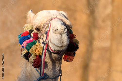 Closeup portrait of white friendly camel, wearing festive decorations. Pack animals of the Arab countries.
