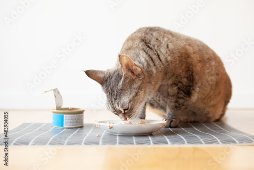 Close-up of a tabby cat eating canned cat food from white ceramic plate placed on the floor. Devon Rex enjoys wet tuna tin. Selective focus. Feed your pet with premium quality foods. Selective focus.