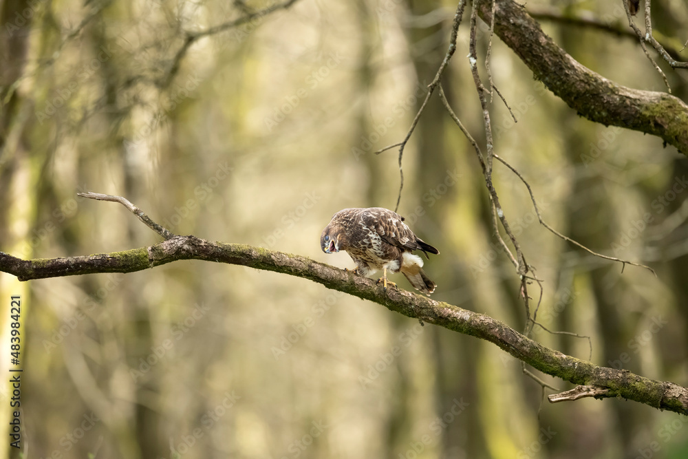 Buzzard perched on the branch of a tree, squawking, in a forest in Scotland, uk in the spring Buzzard perched on the branch of a tree, squawking, in a forest in Scotland, uk in the spring