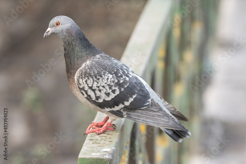 Eine Taube auf einen Geländer auf einer Brücke © rebaixfotografie