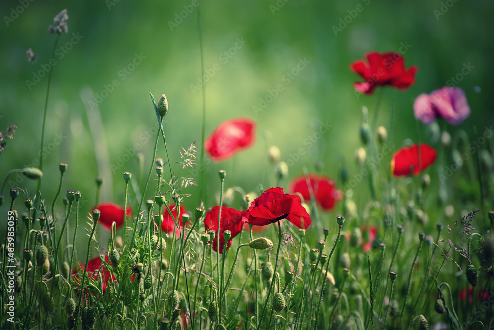 Obraz premium Red spring poppy