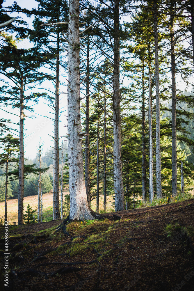 Sun shining through the trees in coastal Oregon Sun shining through the trees in coastal Oregon