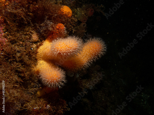 A closeup picture of a feeding soft coral dead man's fingers or Alcyonium digitatum. Picture from the Weather Islands, Skagerrak Sea, western Sweden photo
