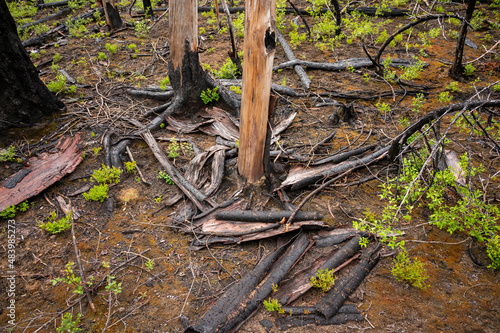 Fototapeta Naklejka Na Ścianę i Meble -  Burned bark lays on the ground after a forest fire