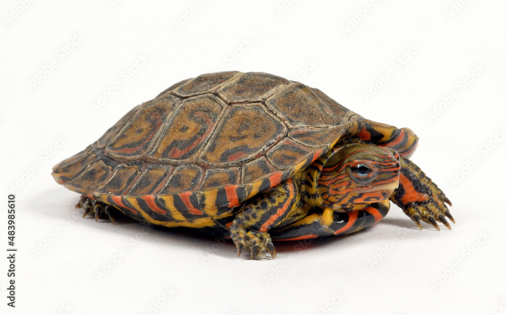Fototapeta premium Painted wood turtle, Central American wood turtle // Pracht-Erdschildkröte (Rhinoclemmys pulcherrima manni)