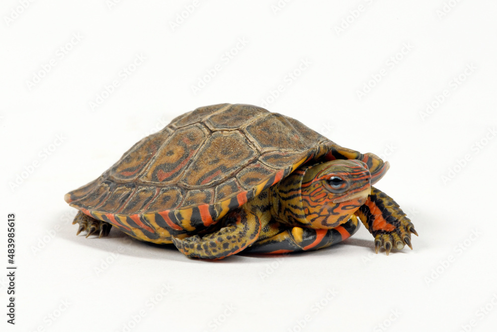 Fototapeta premium Pracht-Erdschildkröte // Painted wood turtle, Central American wood turtle (Rhinoclemmys pulcherrima manni)