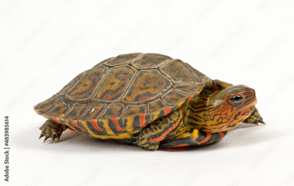 Obraz premium Pracht-Erdschildkröte // Painted wood turtle, Central American wood turtle (Rhinoclemmys pulcherrima manni)