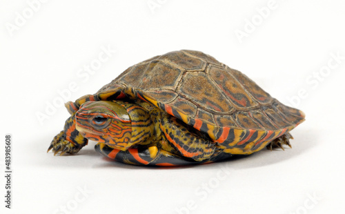 Painted wood turtle, Central American wood turtle // Pracht-Erdschildkröte (Rhinoclemmys pulcherrima manni) photo