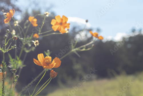 Yellow flowers in a field with on a warm, hazy day