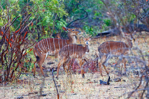 Female Nyala with two young Nyala in mopane woodland  Kruger National Park  South Africa.