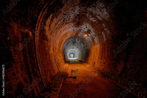 トンネル中の犬