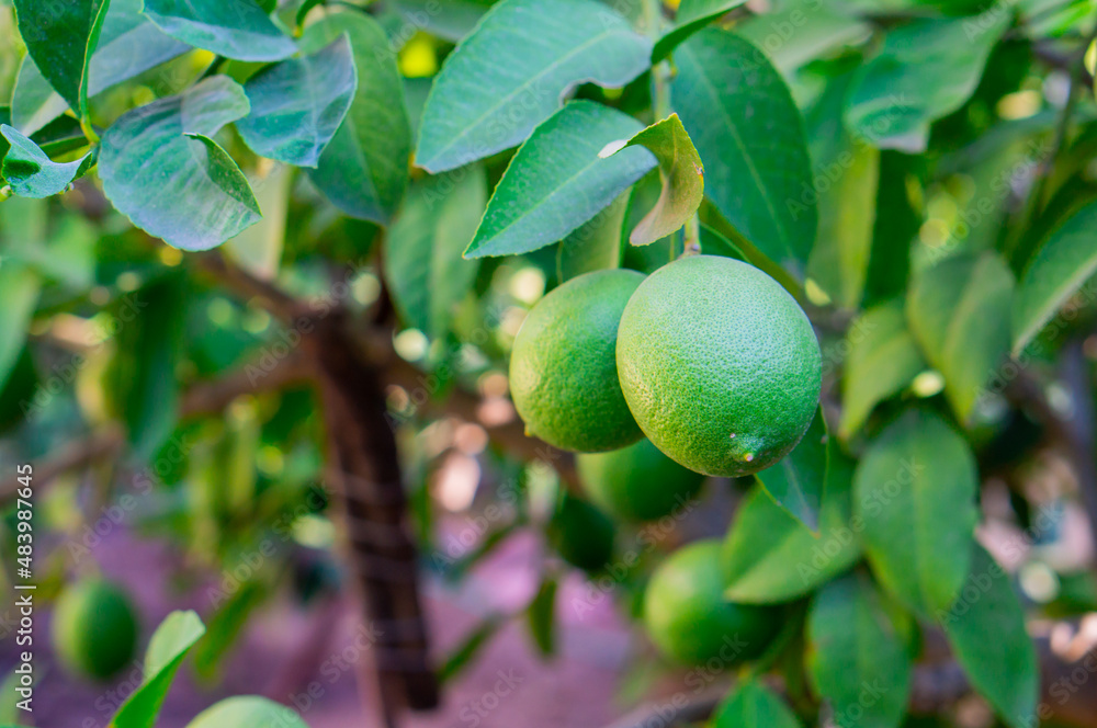 Ripe lime fruits on a tree branch