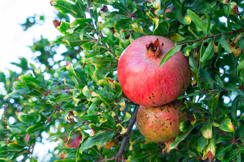 Ripe pomegranate fruits on a tree branch Ripe pomegranate fruits on a tree branch