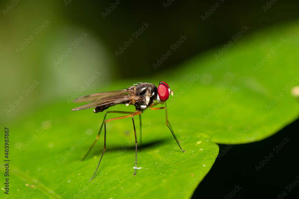 Naklejka premium Mosca perna de pal (Taeniaptera sp)