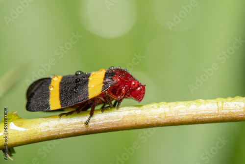 Cigarrinha das Pastagens Sphenorhina