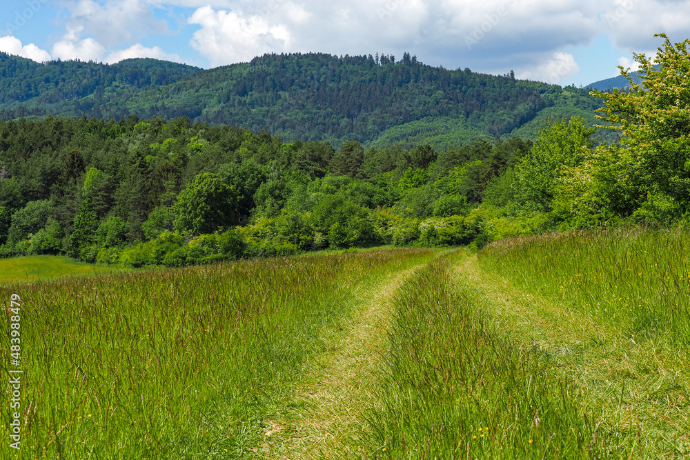 Fototapeta premium nature landscape foliage flowers trees