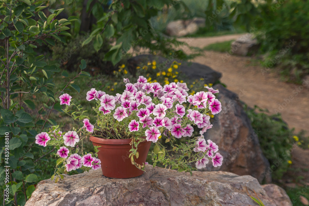 Fragment of the park with landscape design. Blooming pink petunia in a pot in the foreground.