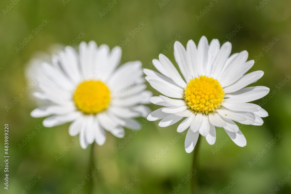 White daisy growing in summer field. Bellis perennis small flower growth in green grass close up, selective focus White daisy growing in summer field. Bellis perennis small flower growth in green grass close up, selective focus