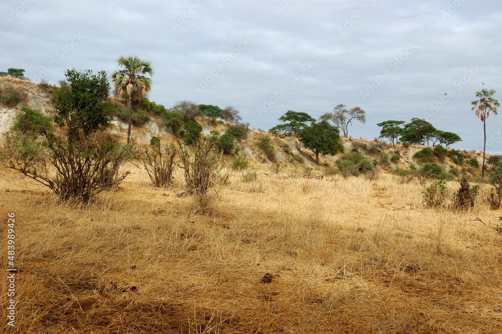 Biotop der Schwarzköpfchen  (Agapornis personatus)  im Tarangire-Nationalpark, Tansania.