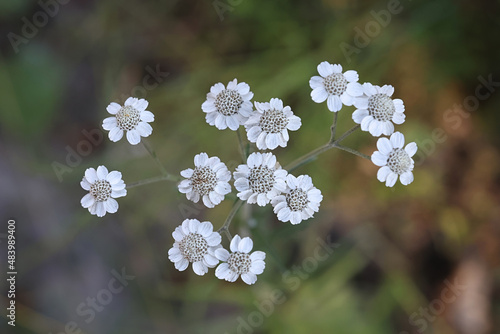 Sneezewort, also called Bastard pellitory,  Goose tongue, Sneezeweed yarrow or White tansy, wild plant from Finland photo