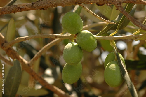 Green olives on tree. 