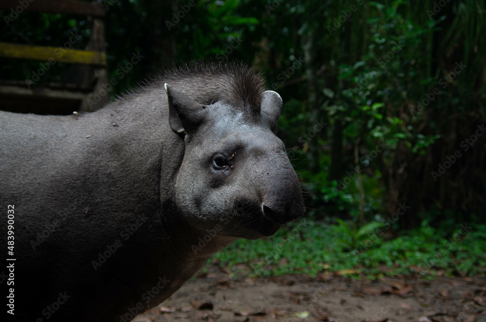 Tapir sauvage dans la foret amazonienne en bolivie dans le parc national du madidi Tapir sauvage dans la foret amazonienne en bolivie dans le parc national du madidi