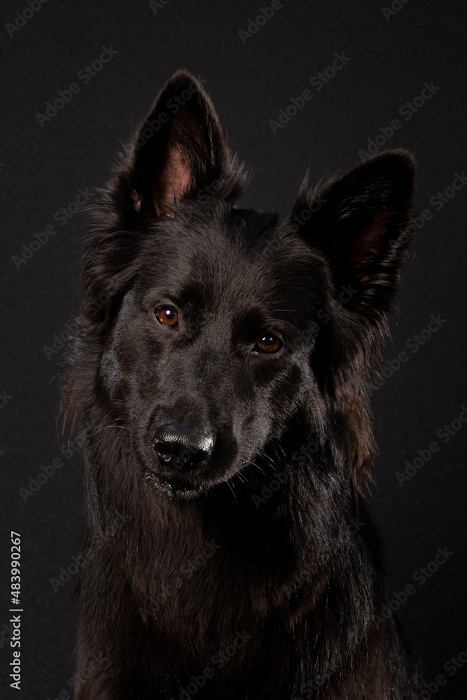 Black dog head on black background with loyal eyes and head tilted
