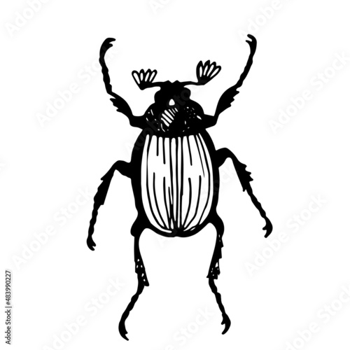 Maybug, creeping beetle creature, linear vector illustration. Linear vector drawing. Naturalness of nature, beautiful beetle, ecology, biology. White isolated background © Елена Дымова