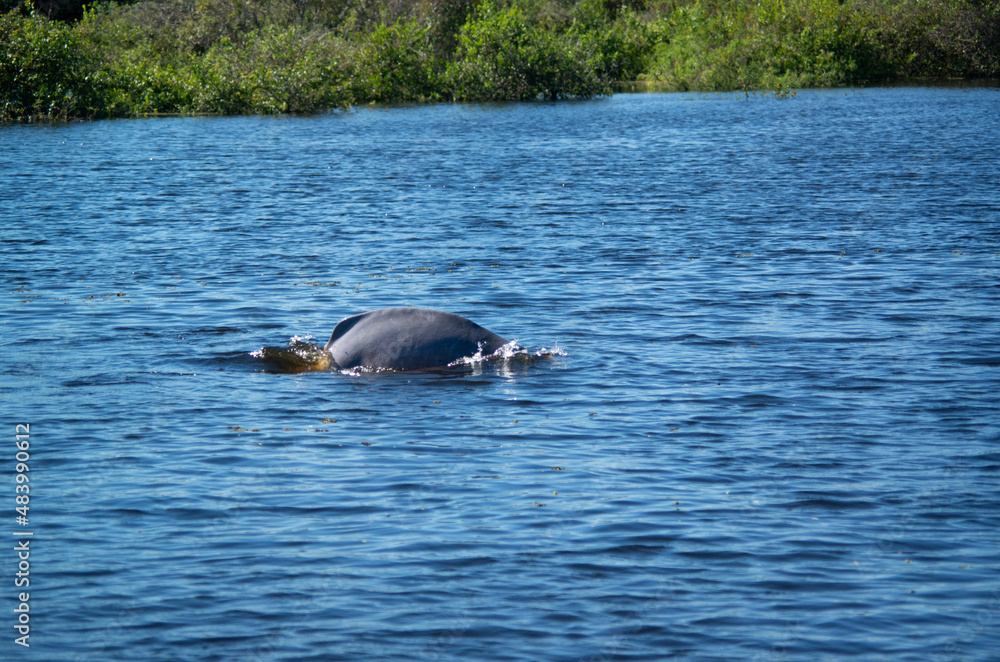 Fototapeta premium Dauphin rose dans la forêt amazonienne en Bolivie
