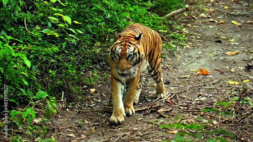 Males of wild tigers run along the grass