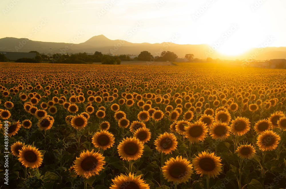 Fototapeta premium Champ de tournesols avec vue sur le puy de dôme, en auvergne france