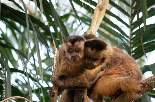 Singes capucins qui jouent en bolivie amazonie photo