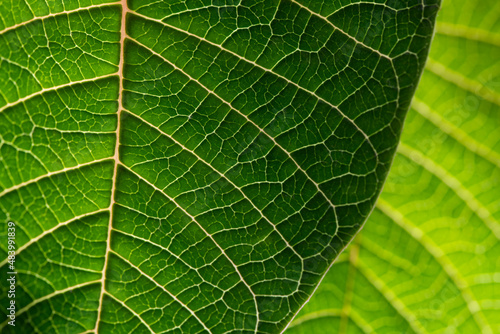 Poinsettia leaf  Euphorbia pulcherrima   a plant species cultivated for Christmas floral displays and deco. Macro close up of translucent leaf with bright colorful green structures of veins.