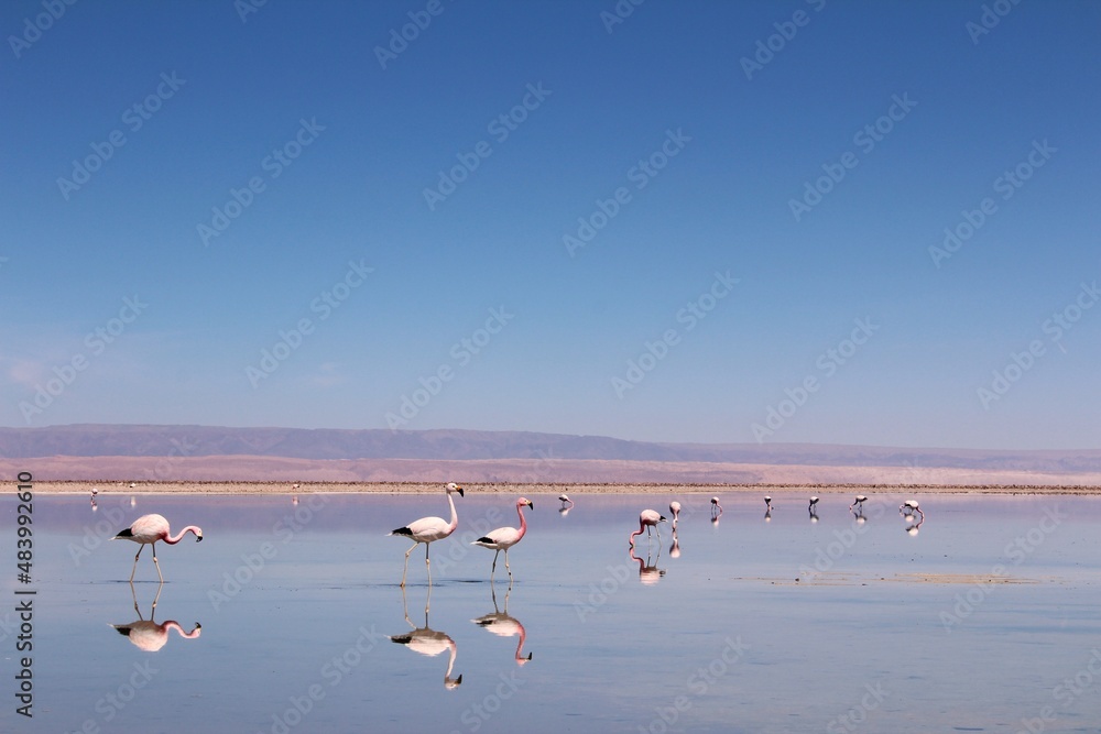 Flamingos on Laguna Chaxa at Los Flamencos National Reserve, Atacama, Chile.