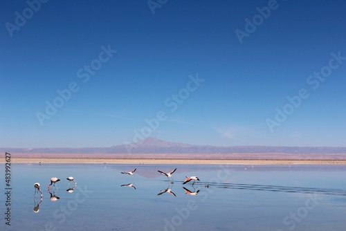 Andean Pink flamingos flying over Laguna Chaxa, Atacama, Chile.