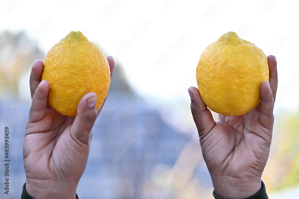 closeup the pair of ripe orange grapefruit hold hand over out of focus yellow brown background. closeup the pair of ripe orange grapefruit hold hand over out of focus yellow brown background.