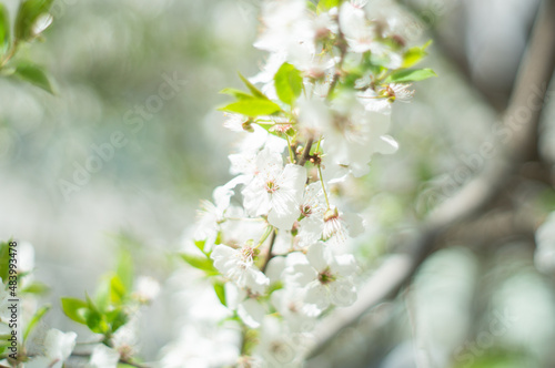 Springtime. Spring blossom background. Beautiful nature scene with blooming tree. Spring flowers. Abstract blurred background. Springtime.