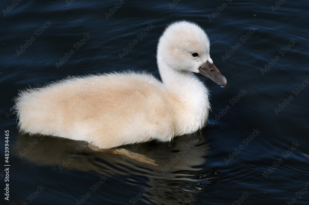 baby cygnet swan