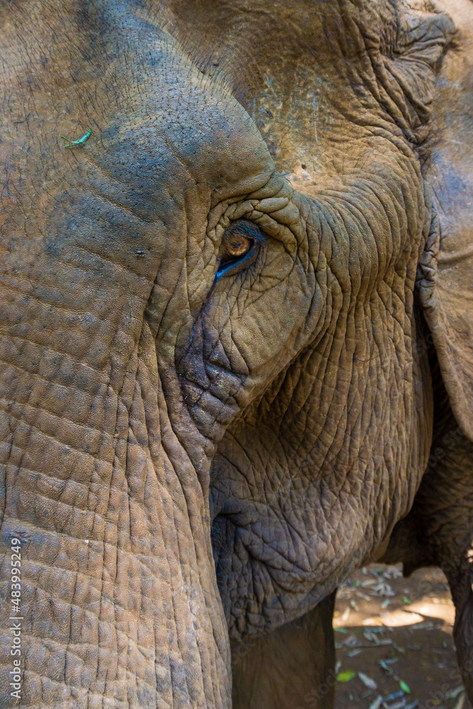 Fototapeta premium Elefante asiático en un santuario de elefantes rescatados en Mondulkiri, Camboya. Retrato de uno de los animales rescatados.